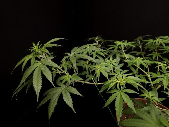 Zkittlez. Week 8