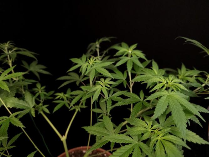 Zkittlez. Week 8