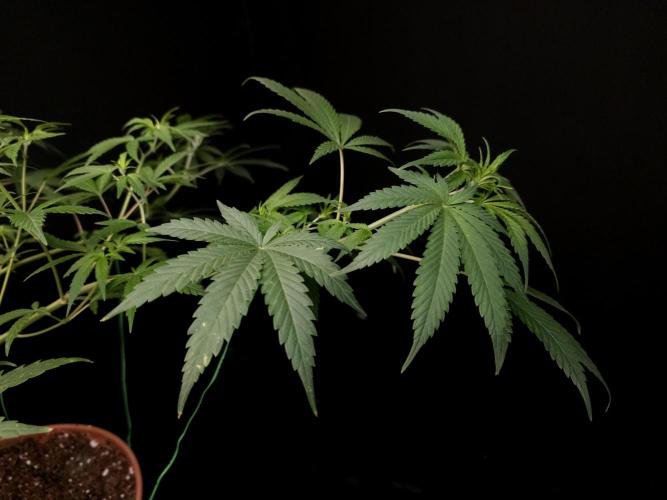 Zkittlez. Week 8