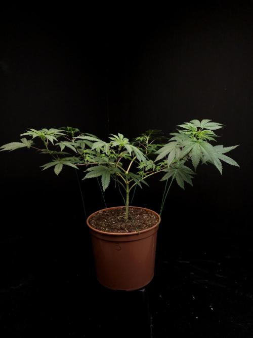 Girl Scoute Cookies. Week 8