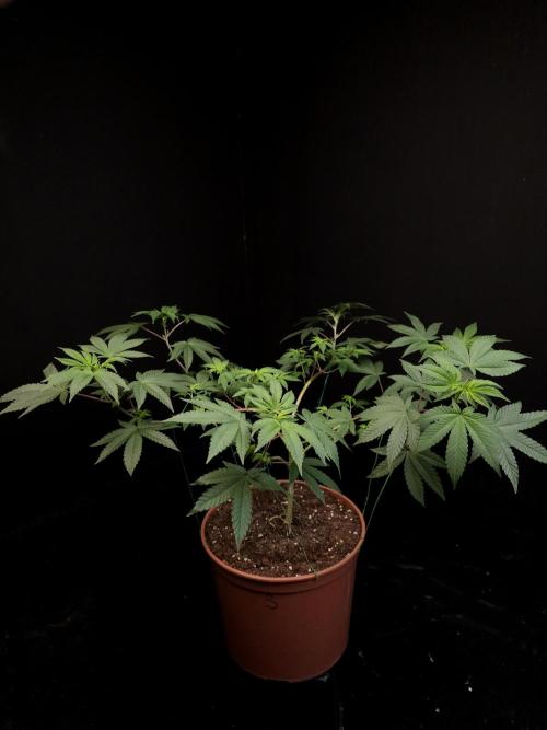 Girl Scoute Cookies. Week 8