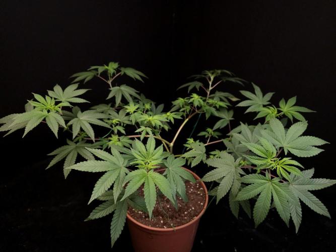 Girl Scoute Cookies. Week 8