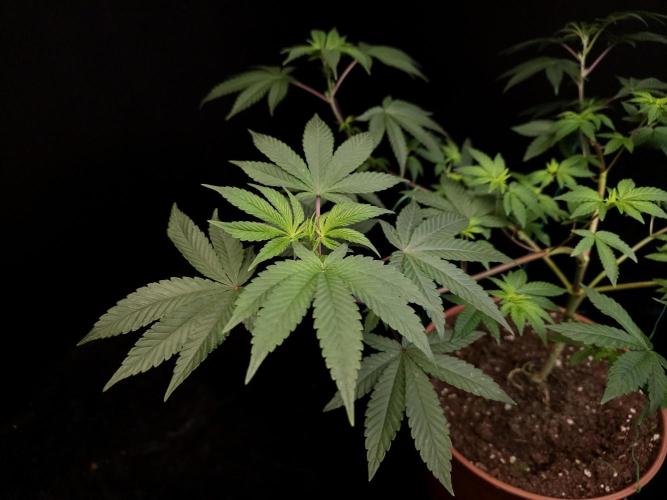 Girl Scoute Cookies. Week 8