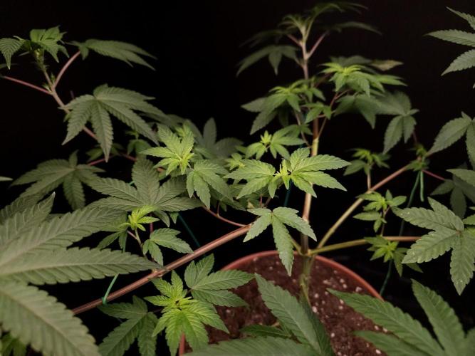 Girl Scoute Cookies. Week 8