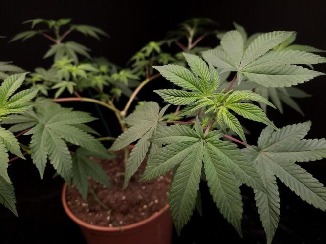 Girl Scoute Cookies. Week 8