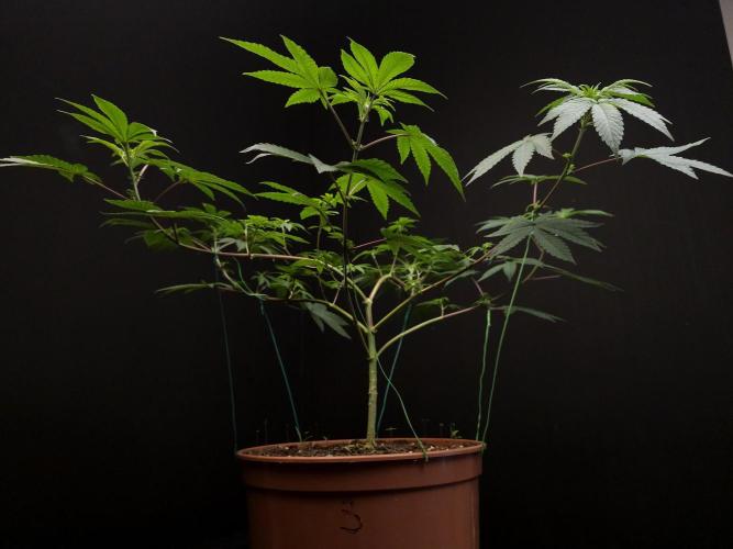 Girl Scoute Cookies. Week 8