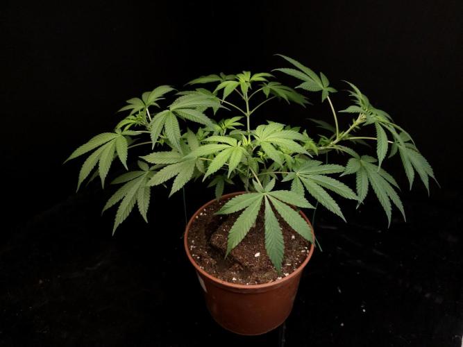 White Widow. Week 8