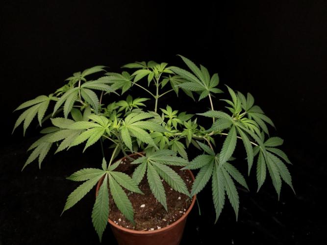 White Widow. Week 8