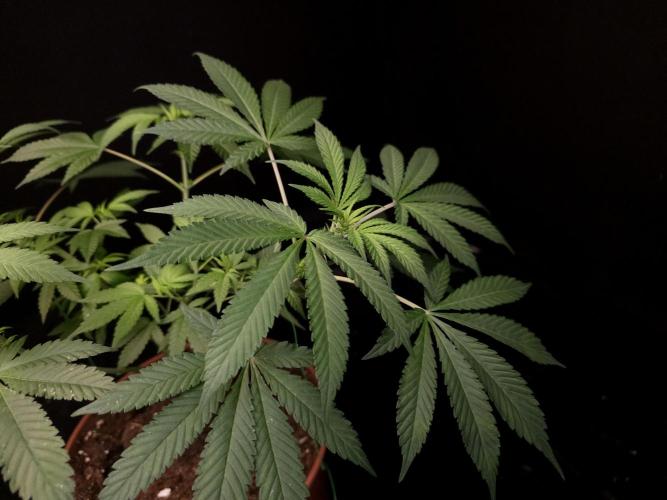White Widow. Week 8