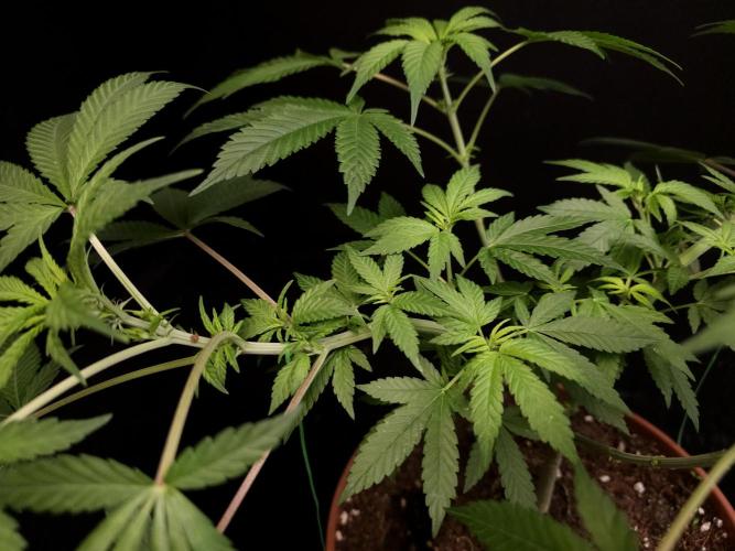 White Widow. Week 8