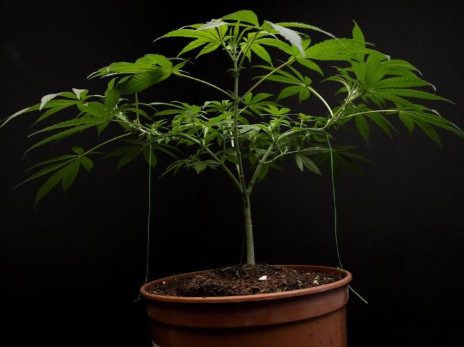 White Widow. Week 8