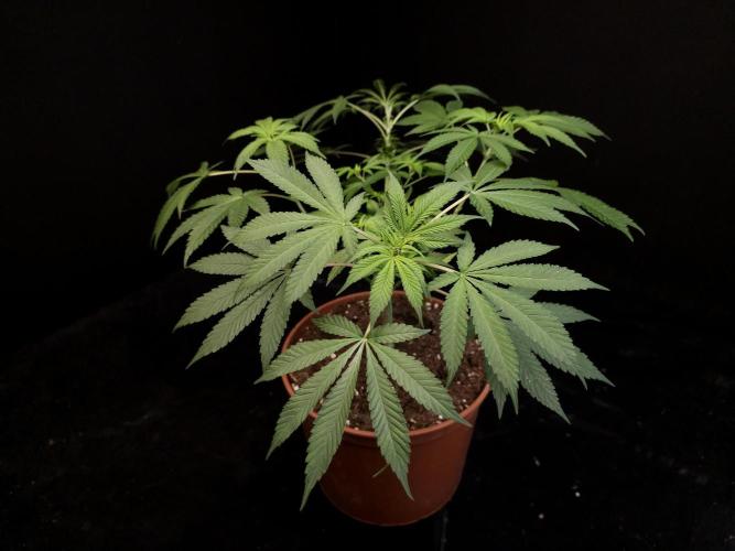 White Widow. Week 8