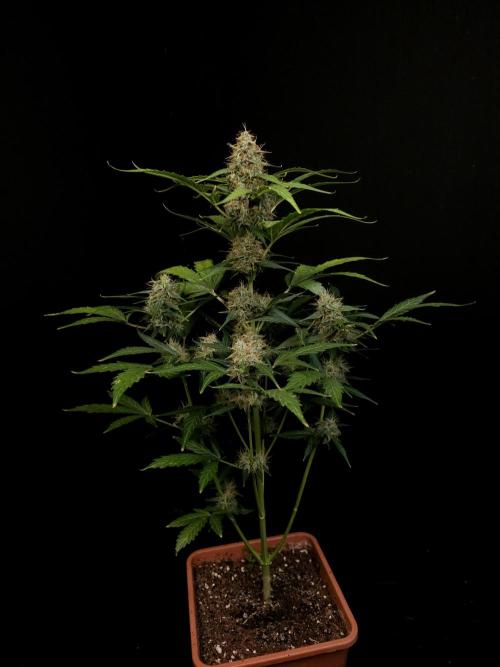 Zkittlez automatic. Week 8