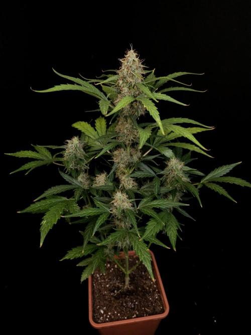 Zkittlez automatic. Week 8