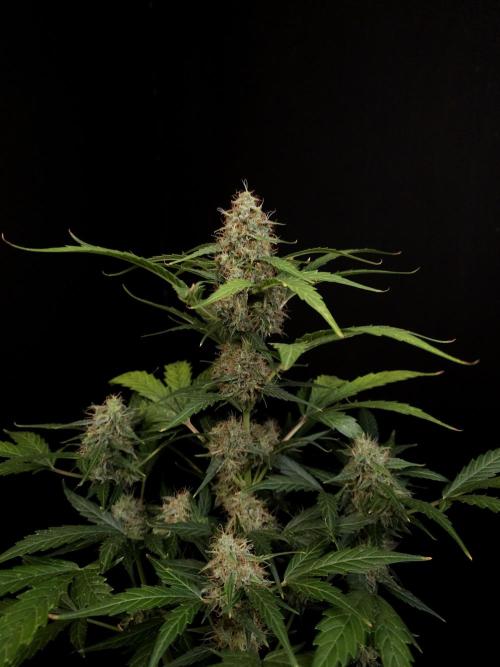 Zkittlez automatic. Week 8