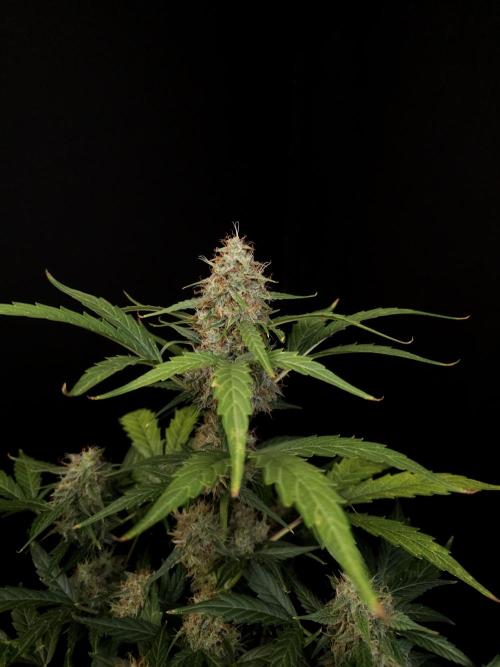 Zkittlez automatic. Week 8