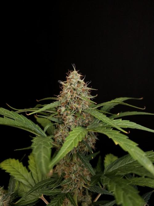 Zkittlez automatic. Week 8
