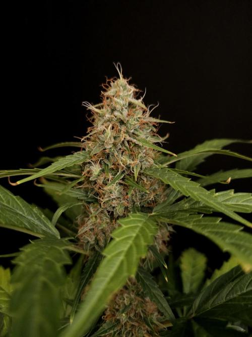 Zkittlez automatic. Week 8