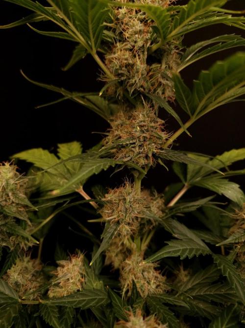 Zkittlez automatic. Week 8