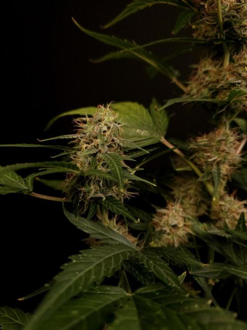 Zkittlez automatic. Week 8