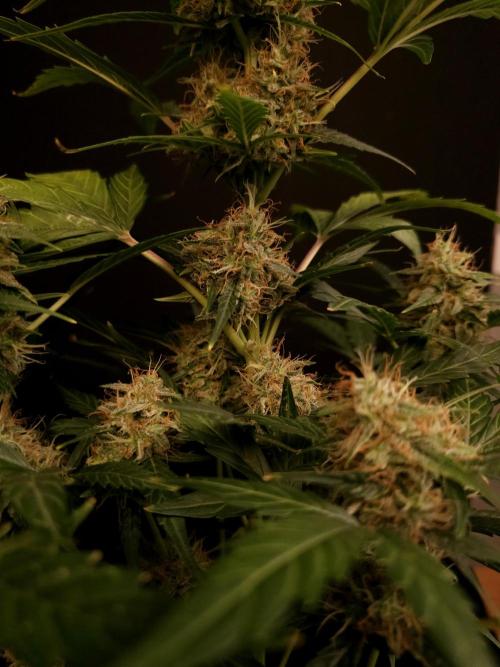 Zkittlez Automatic. Week 8