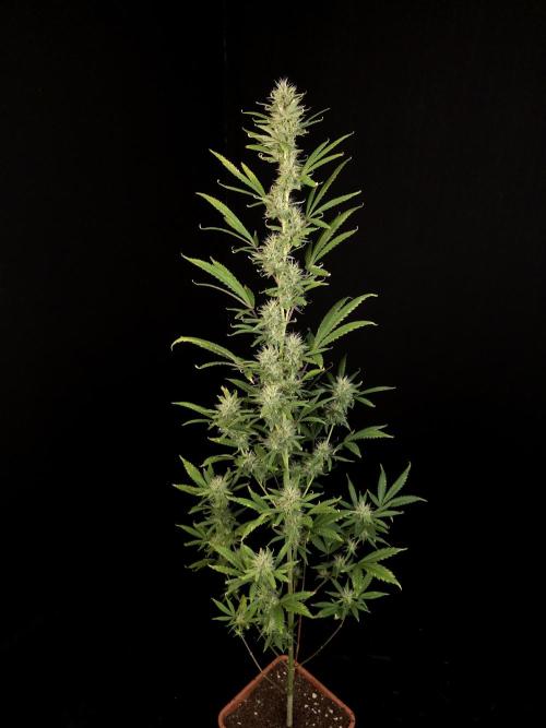 Zkittlez automatic 2. Week 8