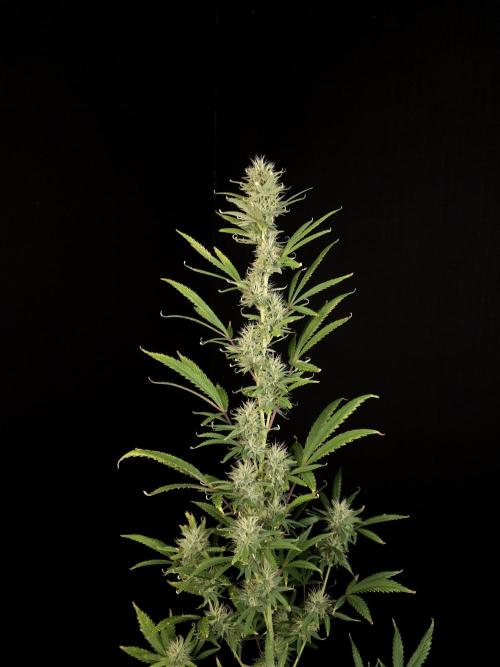 Zkittlez automatic 2. Week 8