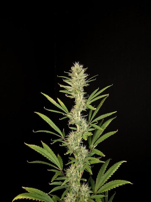 Zkittlez automatic 2. Week 8