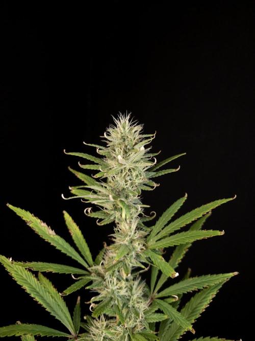 Zkittlez automatic 2. Week 8