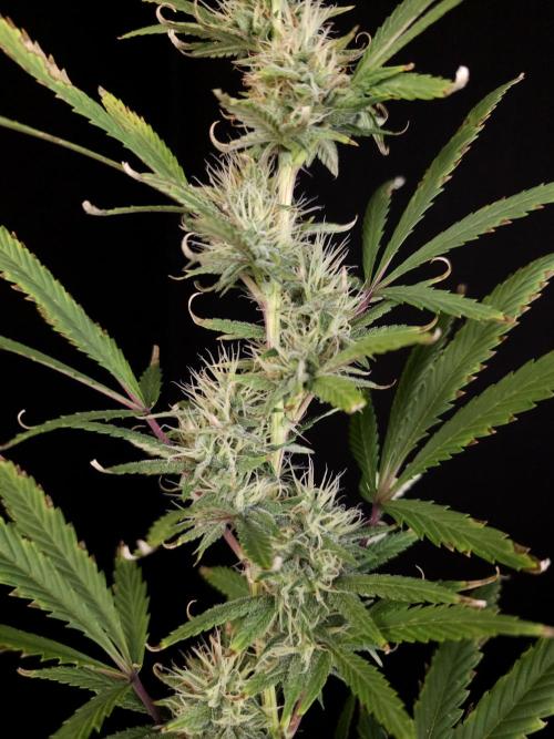 Zkittlez automatic 2. Week 8