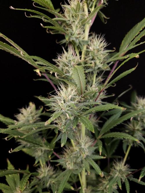 Zkittlez automatic 2. Week 8