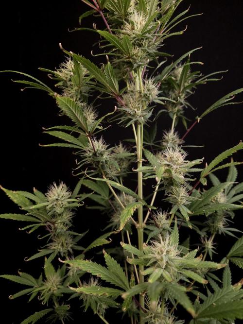 Zkittlez automatic 2. Week 8