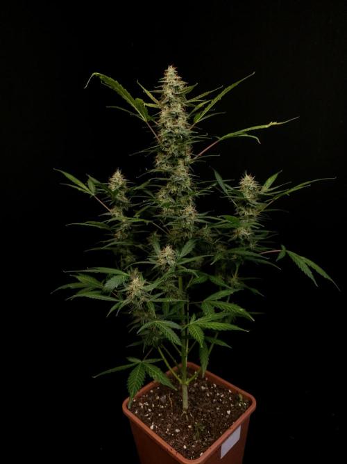 White widow auto. Week 8