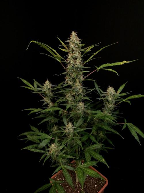 White widow auto. Week 8