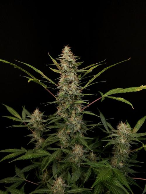 White widow auto. Week 8