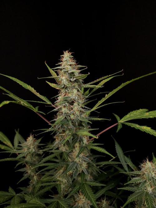 White widow auto. Week 8