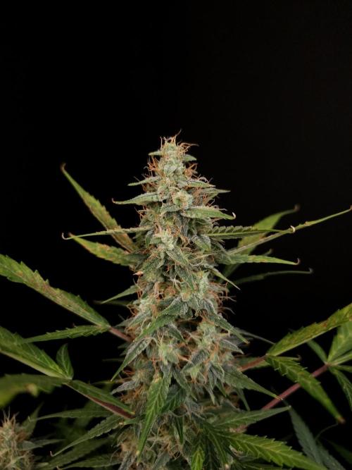White widow auto. Week 8