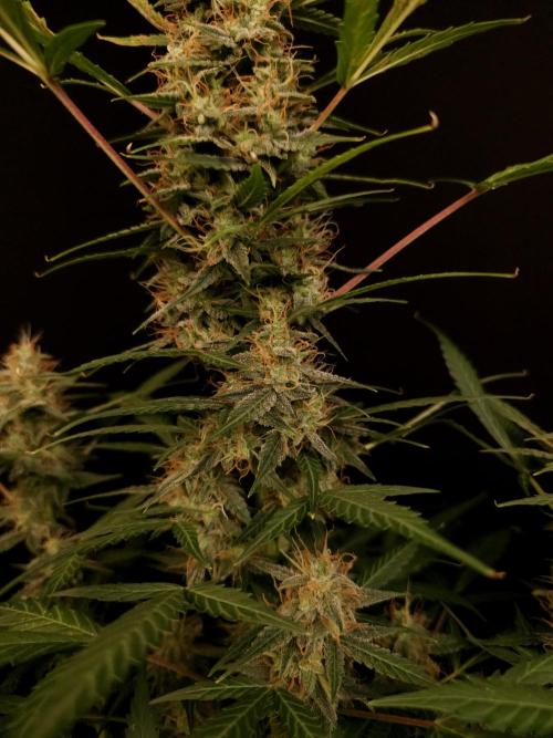 White widow auto. Week 8