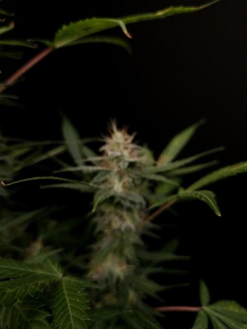 White widow auto. Week 8