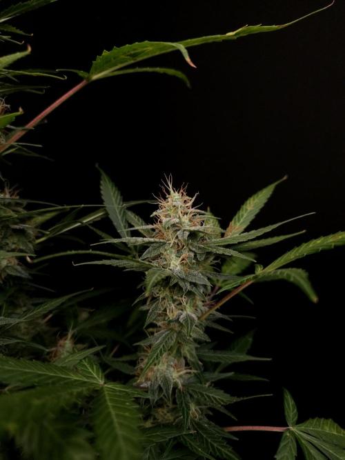 White widow auto. Week 8