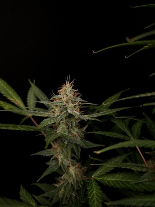 White widow auto. Week 8