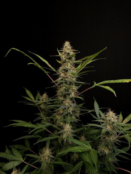 White Widow Auto. Week 8