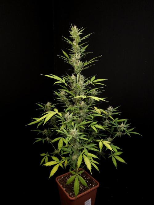 White widow auto 2. Week 8