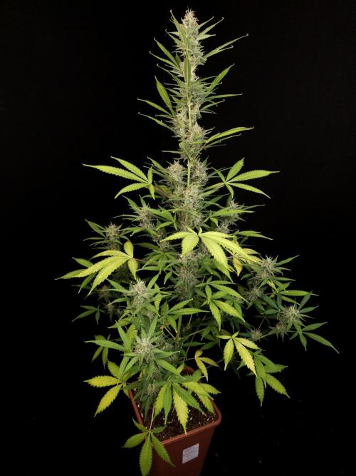 White widow auto 2. Week 8