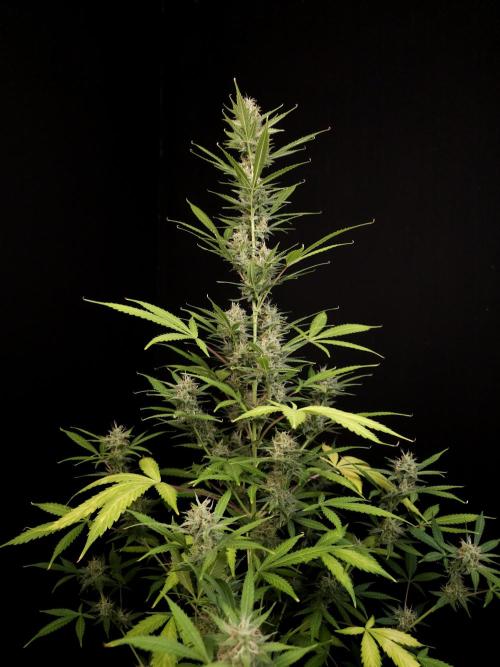 White widow auto 2. Week 8