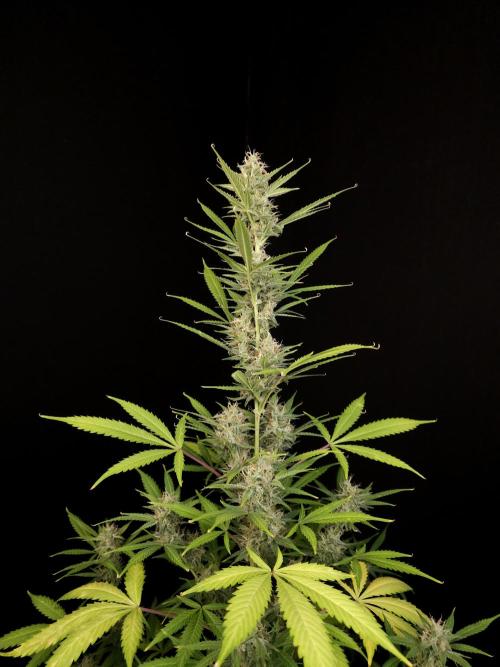 White widow auto 2. Week 8