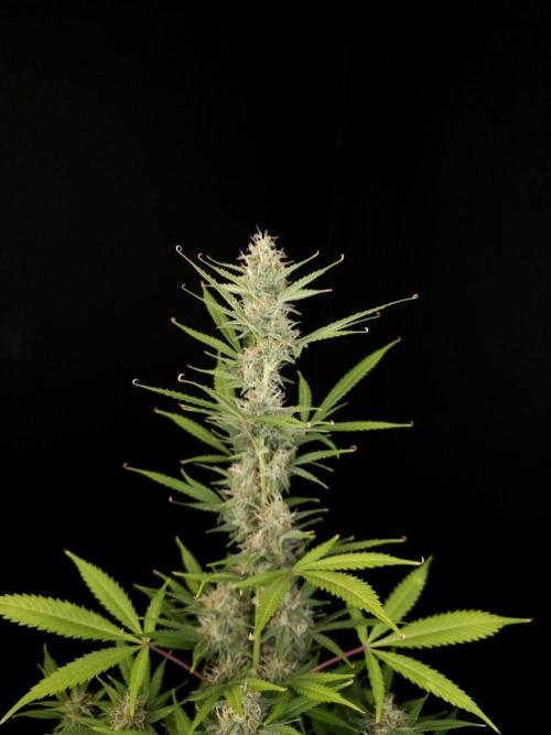 White widow auto 2. Week 8