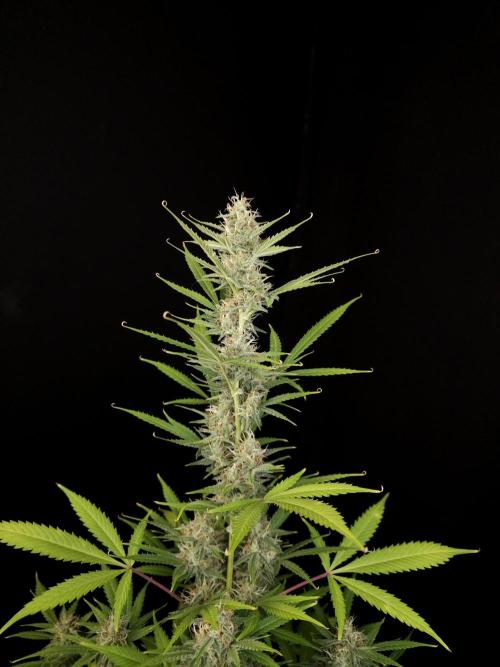 White widow auto 2. Week 8