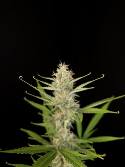White widow auto 2. Week 8