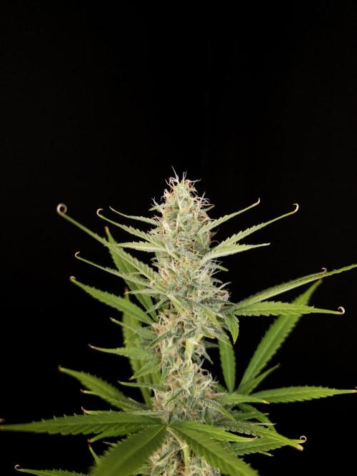 White widow auto 2. Week 8